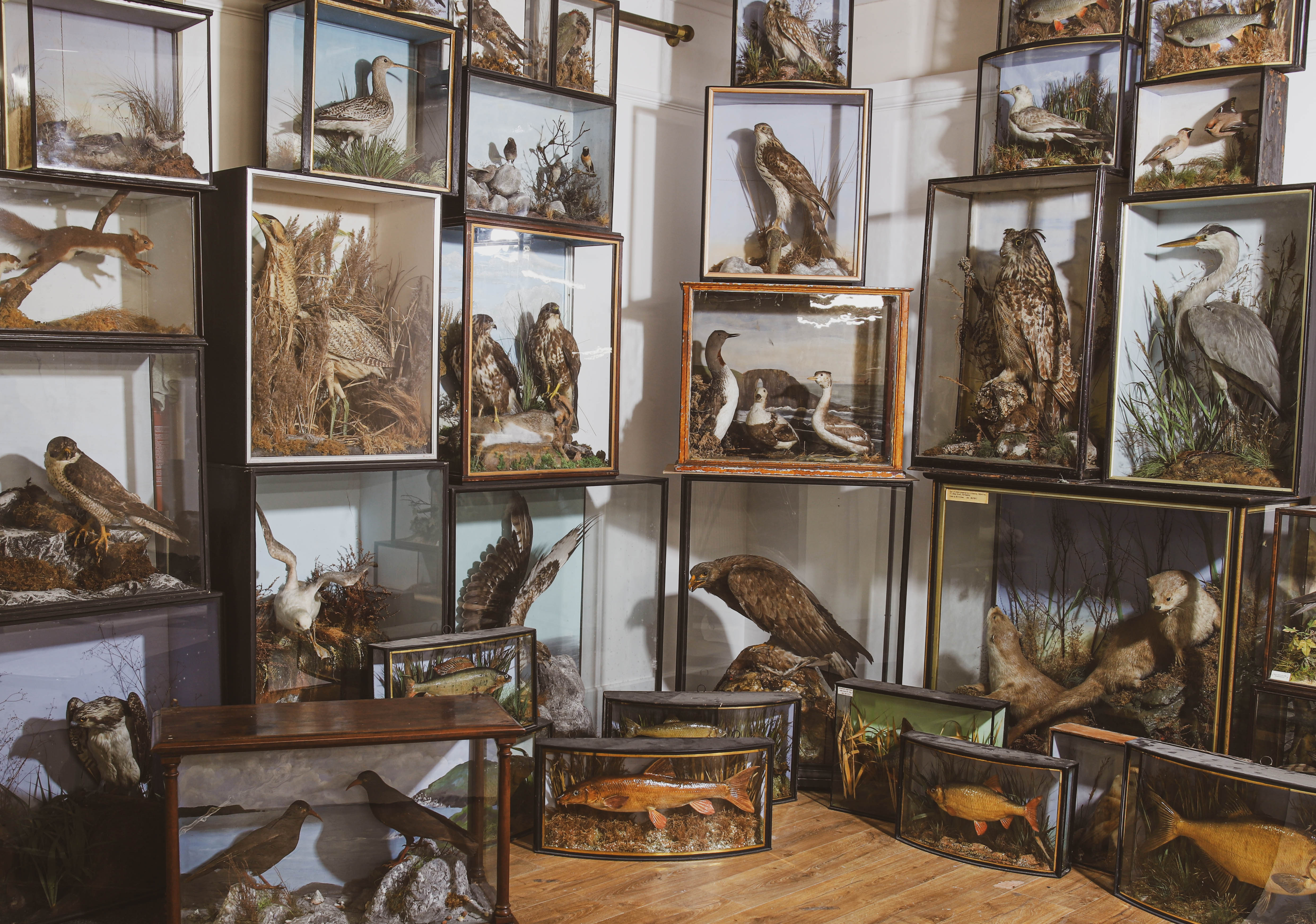 A Private Collection of Taxidermy
