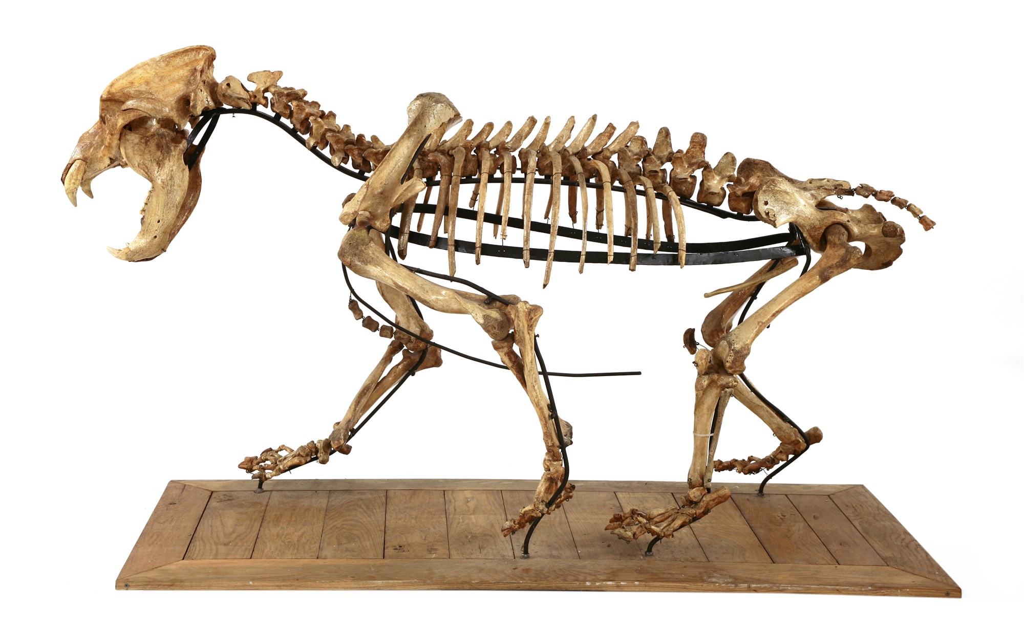 Ice Age cave bear skeleton - Out of the Ordinary