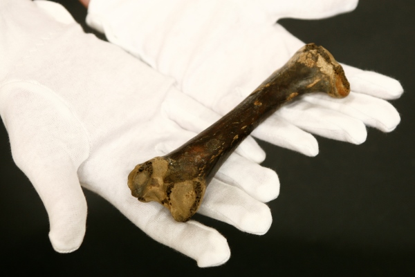 A rare Dodo leg bone to be sold by Sworders Fine Art