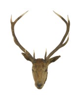Lot 462 - A mounted red deer stag head