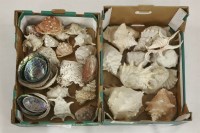 Lot 1180 - A collection of decorative shells (qty)