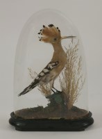 Lot 1218 - Taxidermy: Hoopoe