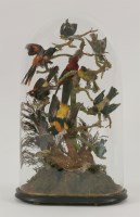 Lot 1229 - Taxidermy: A large dome of Exotics