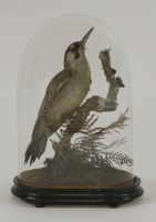 Lot 1230 - Taxidermy: a Green Woodpecker