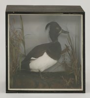 Lot 1216 - Taxidermy: a tufted duck