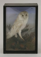 Lot 1217 - Taxidermy: a barn owl