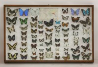 Lot 1221 - A quantity of exotic butterflies