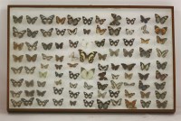 Lot 1222 - A quantity of exotic butterflies