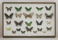 Lot 1223 - A case of large butterflies