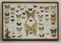 Lot 1224 - A case of butterflies