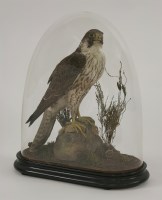 Lot 1225 - Taxidermy: Falco Peregrinus