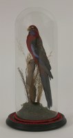 Lot 1226 - Taxidermy: Crimson Rosella