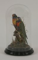 Lot 1227 - Taxidermy: A pair of Rainbow Lorikeets