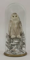 Lot 1220 - Taxidermy: a Snowy owl