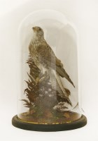 Lot 1283 - A preserved Victorian specimen of a Kestrel