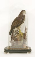 Lot 1285 - A preserved adolescent Harris Hawk