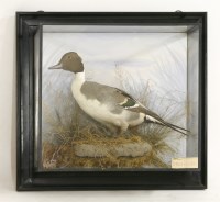 Lot 207 - A pintail duck (drake)