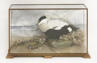 Lot 218 - An eider duck (crake)