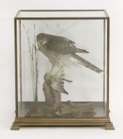 Lot 221 - A sparrowhawk on greenfinch prey