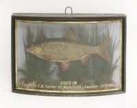 Lot 202 - A cased and mounted roach