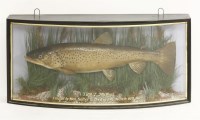 Lot 203 - A cased and mounted brown trout