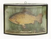 Lot 204 - A cased and mounted crucian carp