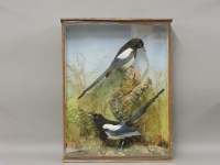 Lot 466 - Taxidermy