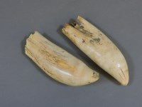 Lot 116 - Two whale teeth