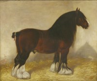 Lot 335 - Frank Babbage (fl.1858-1916)
'DUNCAN III' - A SHIRE HORSE
Signed and dated 1902 l.r.