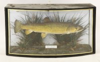 Lot 1678 - Brown trout