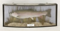 Lot 1665 - A rainbow trout