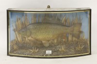 Lot 1680 - A wild carp