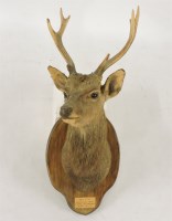 Lot 1676 - A Sika stag head mount