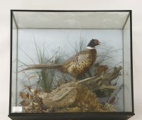 Lot 1667 - Ring necked pheasants