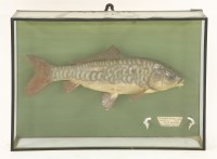 Lot 1677 - Linear mirror carp