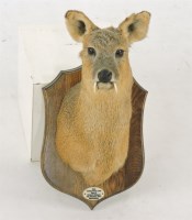 Lot 1674 - Chinese water deer buck