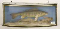 Lot 1669 - A zander