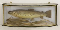 Lot 1662 - A brown trout