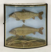 Lot 1672 - Two wild carp