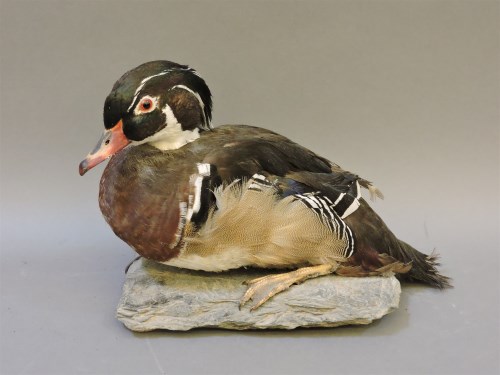 Stuffed cheap wood duck