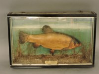 Lot 1564 - A 6lb cased tench