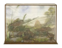 Lot 156 - Corncrakes with chicks