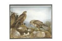 Lot 170 - Common Buzzards and Chicks
