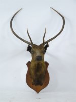 Lot 367 - Taxidermy: a mounted stag's head