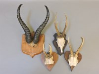 Lot 362 - Four pairs of deer and buck horns