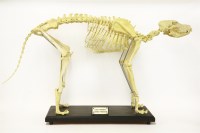 Lot 123 - A composition model dog skeleton