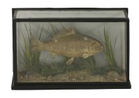 Lot 169 - A Crucian Carp