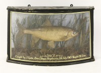 Lot 170 - A Dace