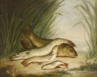 Lot 339 - J...M...Child (19th century)
PIKE AND OTHER FISH ON A RIVER BANK
Oil on canvas