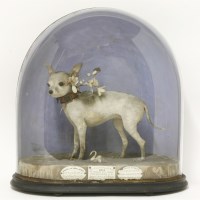 Lot 168 - A Victorian Bull Terrier 'The Celebrated Little Wonder Rose'